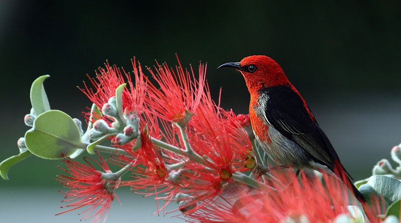 10 New Birds Discovered In Lost World