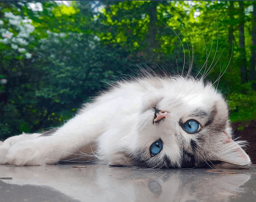 Çok Tatlı Yavru Kediler eğlenceli kedi videoları