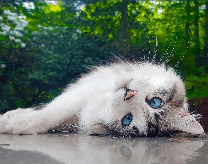 eğlenceli kedi videoları