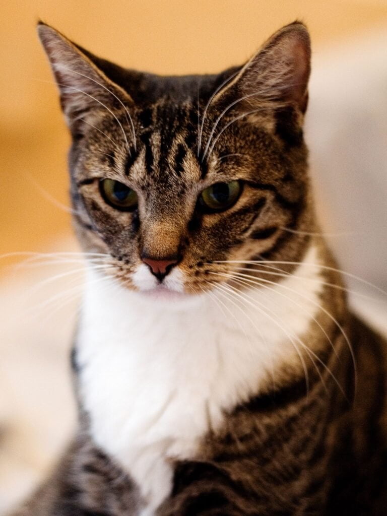 American Shorthair Amerikan Kedisi