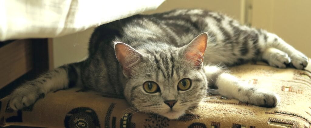 Scottish Fold- Kedi Cinsi ve Özelikleri