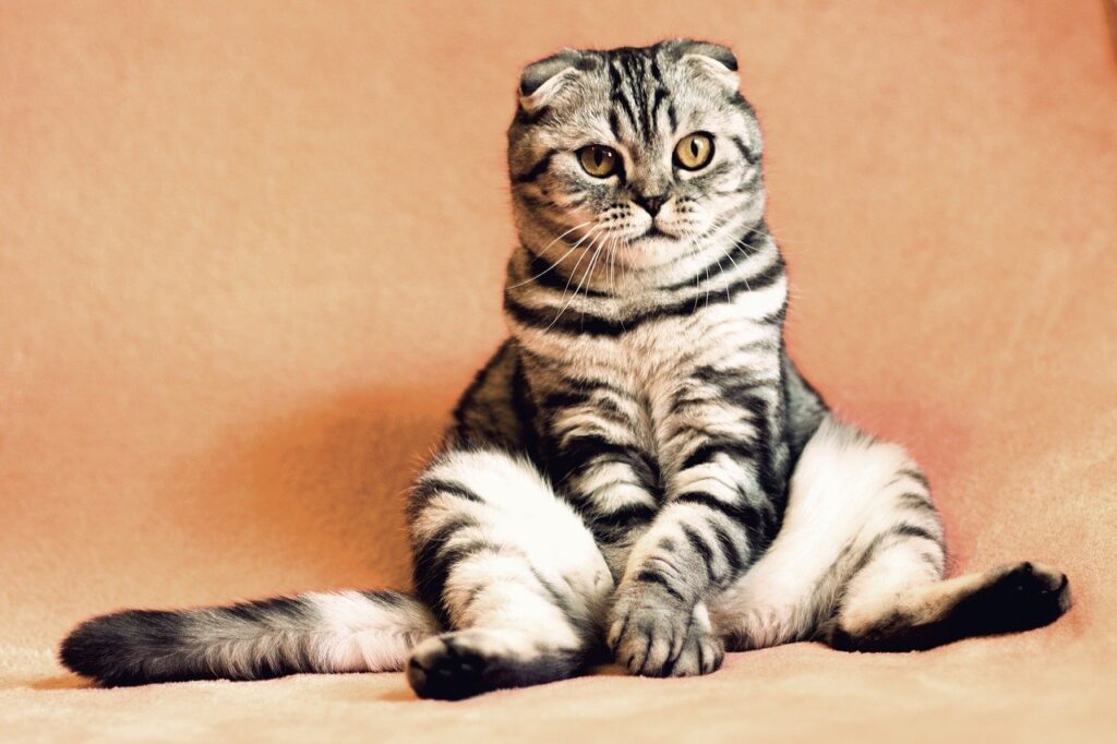 En Popüler Kedi İsimleri – Kedi Resimleri