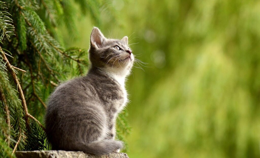 cat-yavru kedi