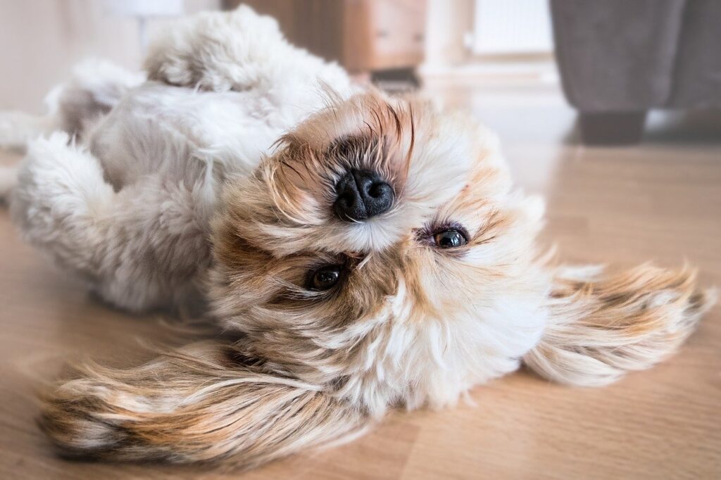 CUT PUPY