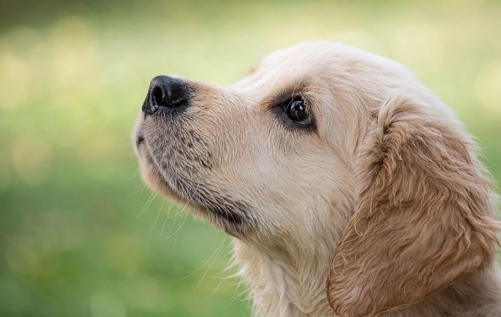 cut pupy