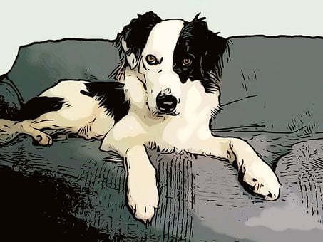 köpek