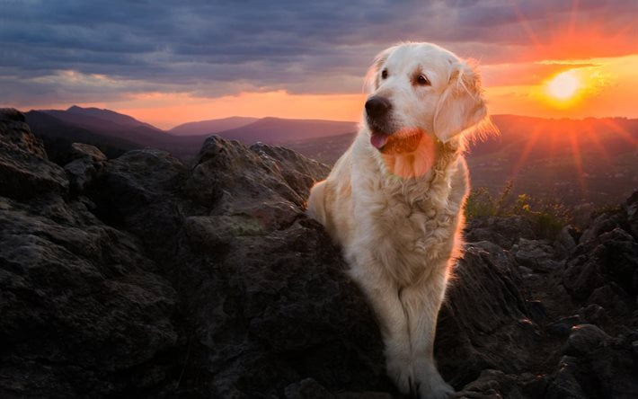 köpek